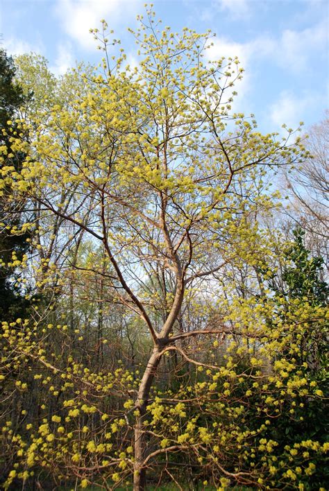 Natural Gardening: Sassafras flowers are opening