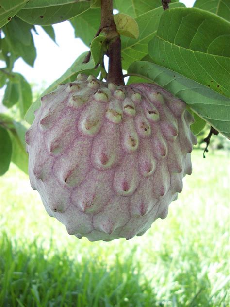 Ilama (fruit) - Wikipedia