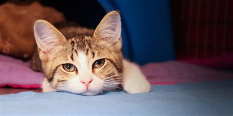 Petco Cat Habitat Adoption Program | KC Pet Project