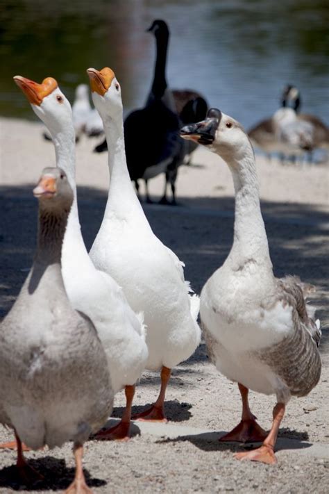 Chinese Goose Photo by Ivete Basso Photography -- National Geographic Your Shot | Geese breeds ...