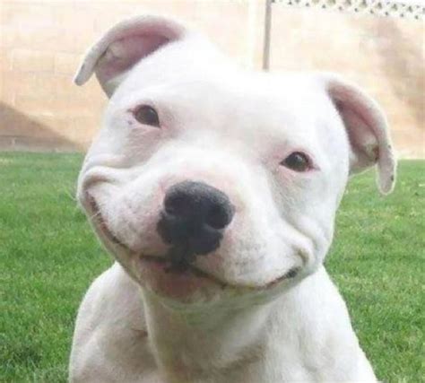 These 30 Images Prove that Pit Bulls Are Extremely Vicious Creatures, Especially #9.