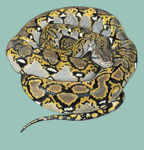 ADW: Python reticulatus: INFORMATION