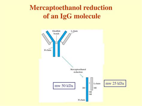 PPT - Chapter 4 Immunoglobulins: Structure and Function PowerPoint Presentation - ID:4524596