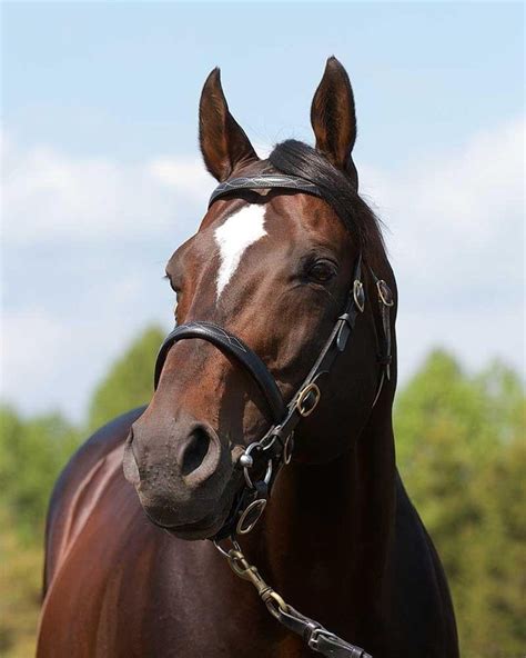 Empire Maker - Gainesway ,Farm ... CAN SEE THAT IN REALITY IN HIM ...