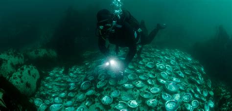 South Africa’s Abalone Black Market Is Being Squeezed by COVID-19 | Hakai Magazine