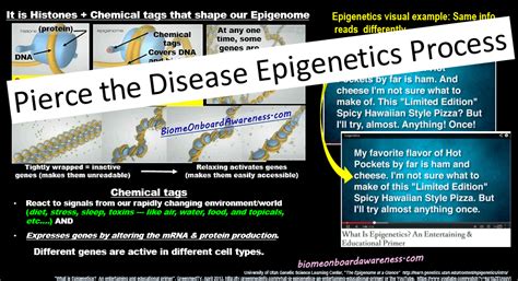 Learn How Diet Pierces the Disease Epigenetics Process! » BIOME ONBOARD AWARENESS: THE SCIENCE ...