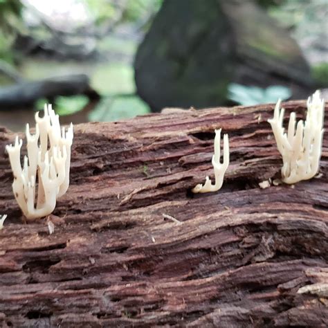 Edible Mushrooms in PA – Western Pennsylvania Mushrooms | Luther Homestead