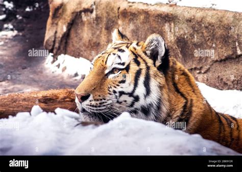 Which is the natural habitat of the amur tiger hi-res stock photography ...