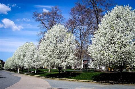 Cleveland Pear Tree Guide | Buying, Planting, & Caring for Cleveland Pear Trees