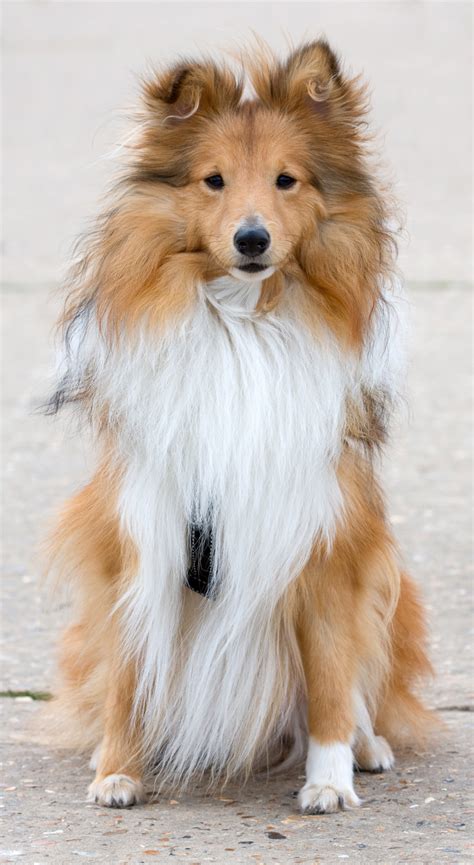 Dog Sitting Pretty Free Stock Photo - Public Domain Pictures