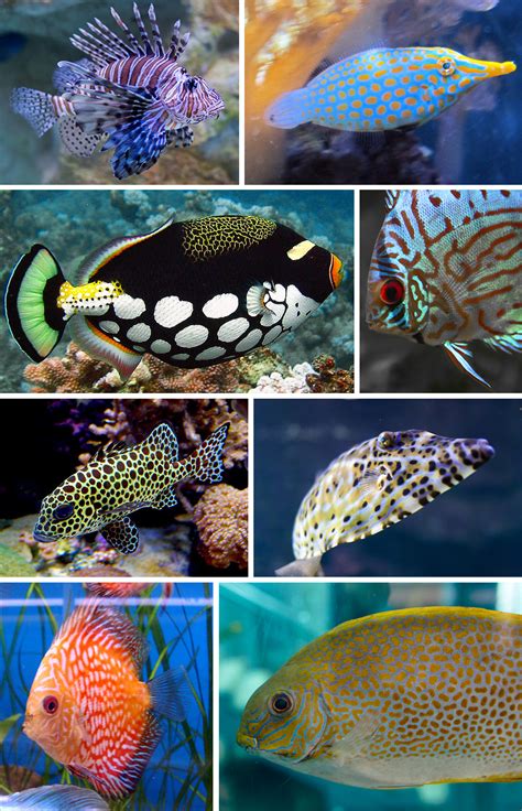 Found Patterns: Tropical Fish - Pattern Observer