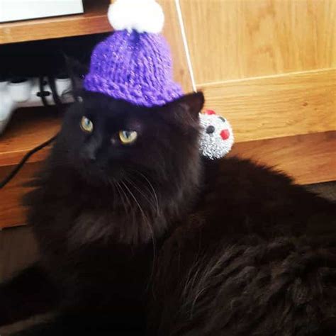 32 Insanely Adorable Cats Wearing Hats