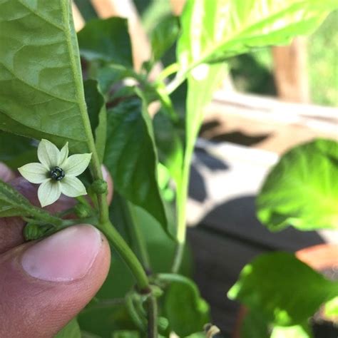 Ghost Pepper (Bhut Jolokia) | Cayenne Diane