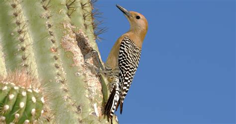 Gila Woodpecker - Sonoran Desert Wildlife - craibas.al.gov.br