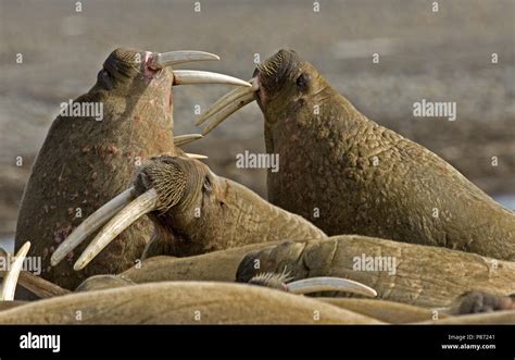 Walrus fighting; Walrus vechtend Stock Photo - Alamy