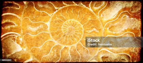 Background With Paper Texture And Ammonite Shell Stock Photo - Download ...
