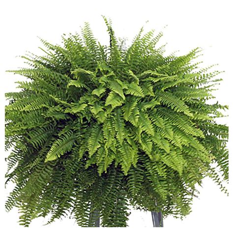 Boston Fern Hanging Basket (Nephrolepis Exaltata Bostoniensis ...