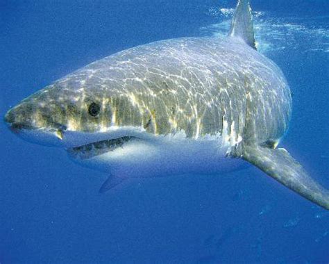 Sharks - Information on All Types of Sharks