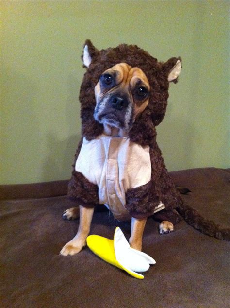 Monkey Dog Costume | Terms of Use: Please consider linking d… | Flickr