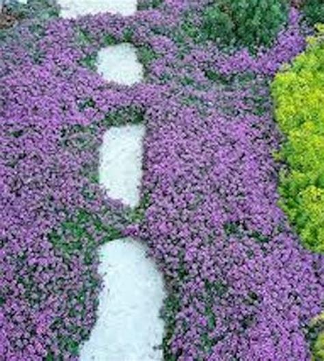 300 Pcs Ground Cover Creeping Thyme Seeds-THYMUS SERPYLLUM- -Magic Carpet--FL195 | Ground cover ...