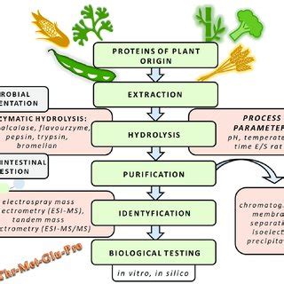 Diagram of bioactive peptide preparation from plant origin. | Download ...