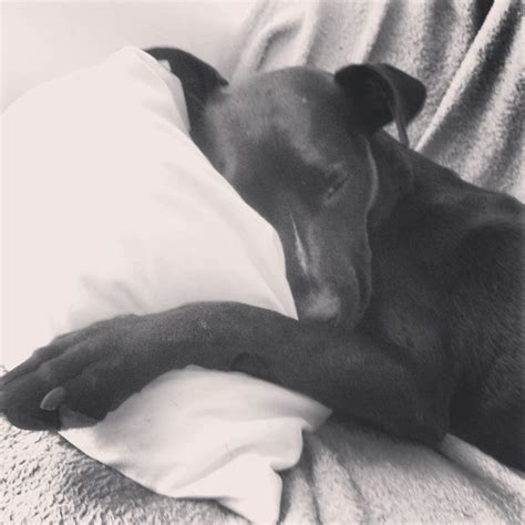 Black lab sleeping | Black lab, Dogs, Animals