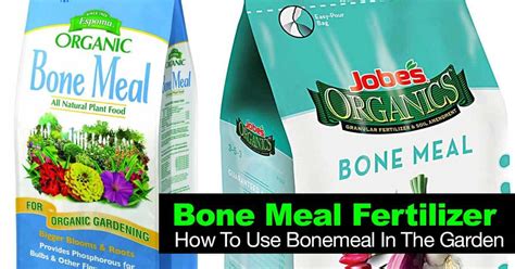 Bone Meal Fertilizer: How To Use Bonemeal In The Garden