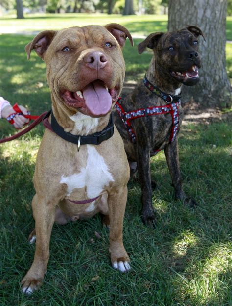 Changing minds, finding homes: Pit bull rescue group hopes to educate ...