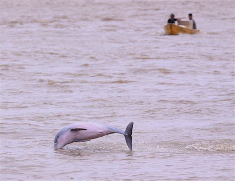 O boto-tucuxi, único membro fluvial da família Delphinidae, que, tal... | Download Scientific ...