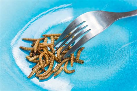 Entomophagy - Stock Image - C034/4532 - Science Photo Library