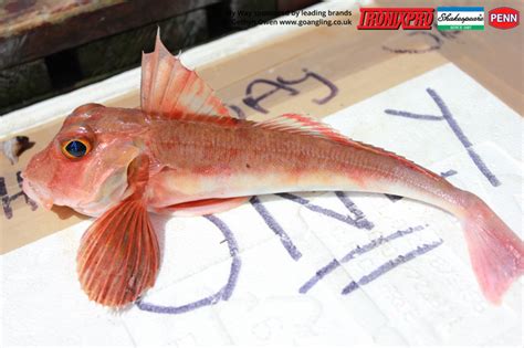 Gurnard Fishing – GO Angling