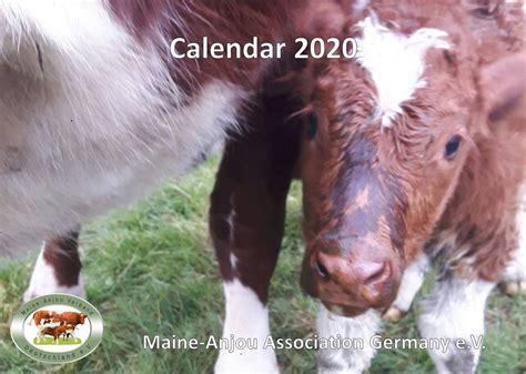 Official breed representation of Maine-Anjou cattle in Germany › Maine ...