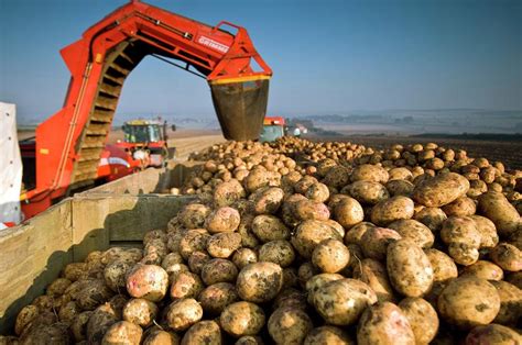 Harvesting Potatoes