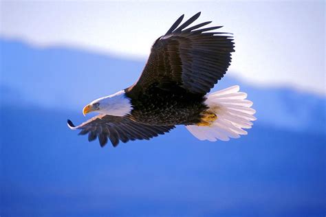 Bald Eagle Appreciation Days: The Migration of the Majestic Bald Eagles ...