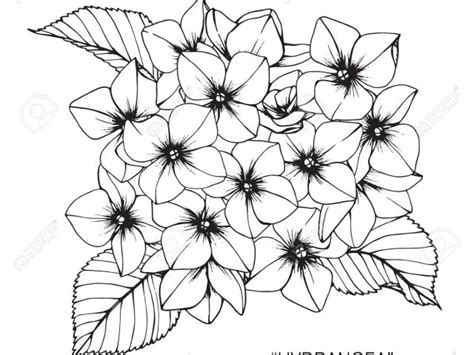 Hydrangea clipart outline, Hydrangea outline Transparent FREE for ...