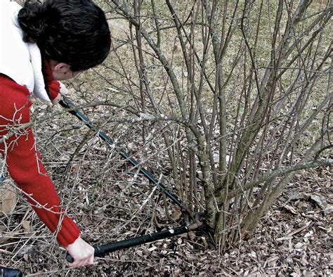 Pruning tips to keep flowering shrubs blossoming for years | AP News