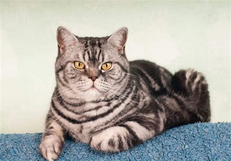 16 Most Affordable Cat Breeds (Prices & Pictures) – FAQcats.com