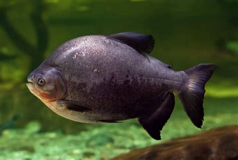 Pacu Fish Vs Piranha