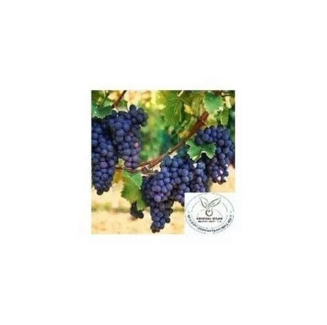 Well Watered Black Grapes Plant, For Fruits at Rs 90/piece in Sas Nagar ...