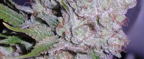 Berry White Marijuana Strain Review And Pictures - The Weed Blog