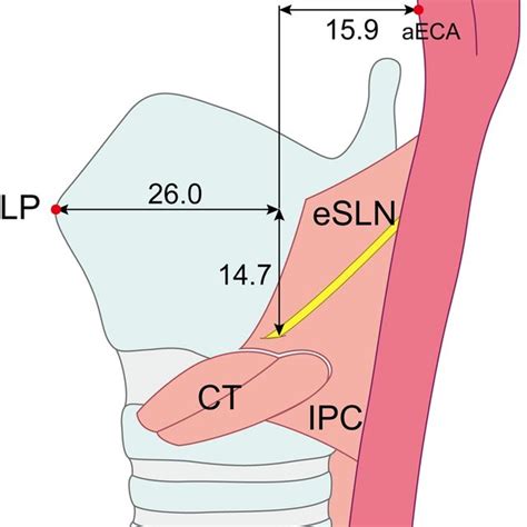 (PDF) Anatomy of the external branch of the superior laryngeal nerve in ...