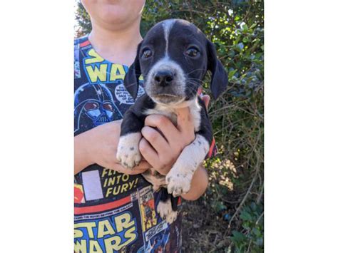 Beagle Dachshund Mix Puppies Greenville - Puppies for Sale Near Me