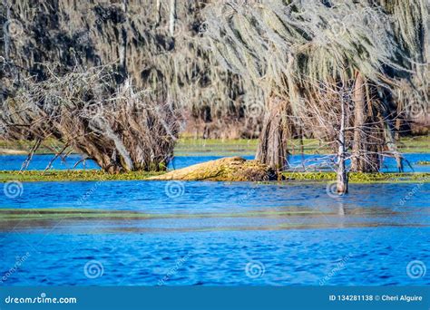 Lake Martin in St. Martin Parish, Louisiana Stock Photo - Image of parks, creation: 134281138