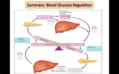 2.2 Diagram - Blood Glucose Regulation - Communication and Control ...