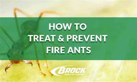 How to Treat & Prevent Fire Ants | Brock Pest Control