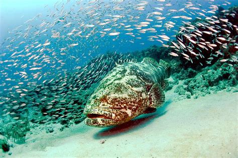 Giant Grouper – "OCEAN TREASURES" Memorial Library