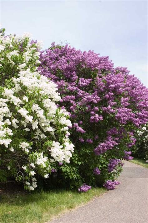 Mount Baker & Pocahontas Lilac (Syringa x hyacinthiflora ‘Mount Baker ...