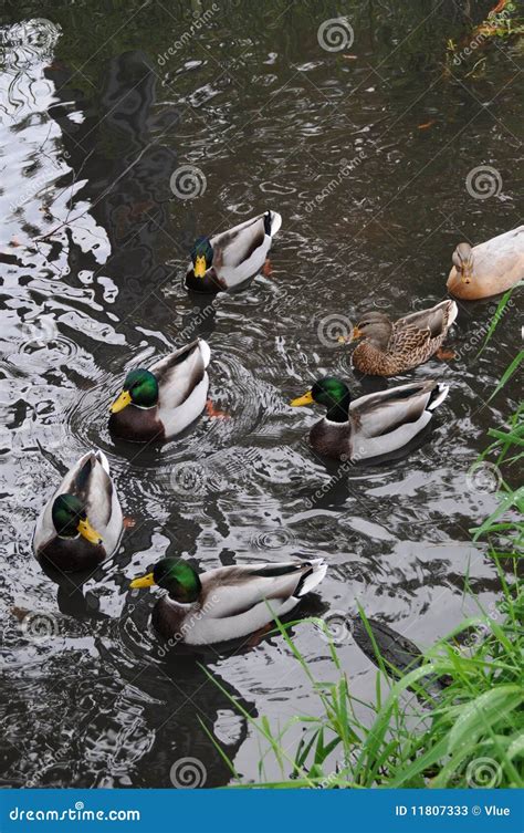 Ducks swimming in a pond stock image. Image of floating - 11807333