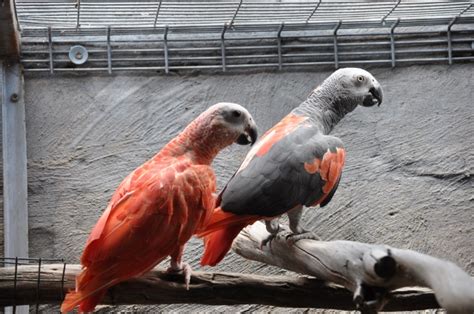 African Grey Parrot breeding ( Psittacus erithacus ) PART II Parrots Daily News