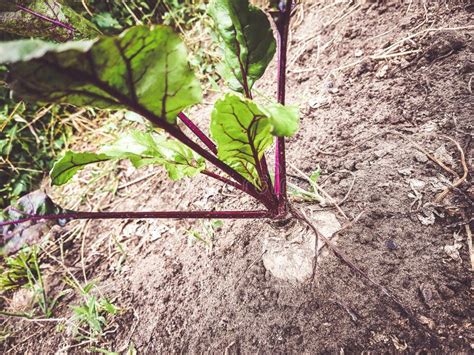 Beetroot in the Vegetable Garden Stock Image - Image of ripe, agriculture: 127244947